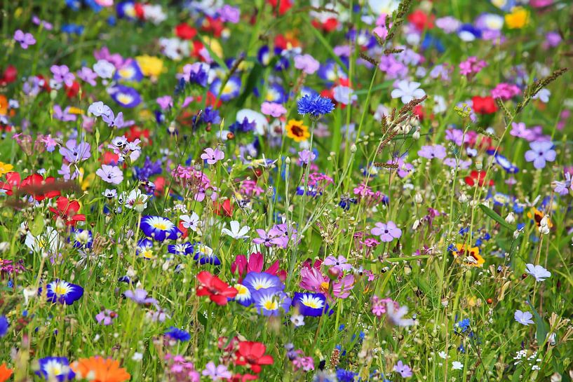 Blumenwiese mit Naturblumen von fotoping