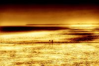 golden mudflat