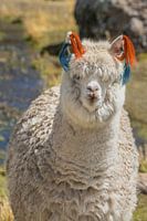 Regal alpaca close-up with vibrant ribbons