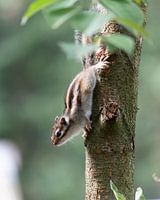 Das Tilburger Geheimnis: das sibirische Erdhörnchen