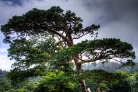 Baum mit Blick auf den Muckross Lake, Killarney National Park, Irland