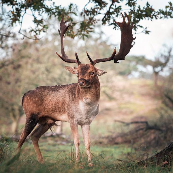 Fallow deer up close in a natural environment by Jolanda Aalbers
