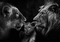 Lion family with 1 cub