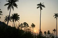 Palm trees and jungle in the sunset, Koh Chang, Thailand