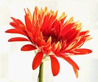 Orange Gerbera 3