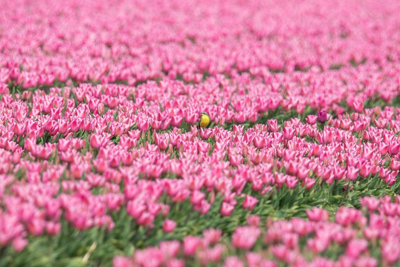 Gelbe Bachstelze auf rosa Tulpen von robertjan boonstra