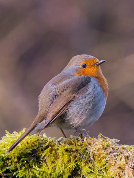 Robin von Alex De Haan
