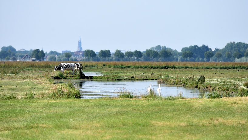 Eine sonnige Polderlandschaft von Gerard de Zwaan