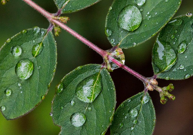 Regendruppels von Johan  van Polen