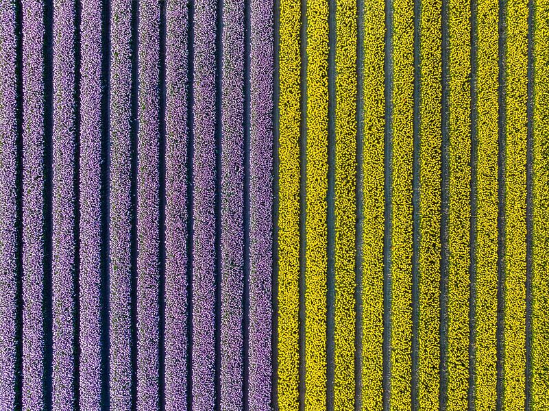 Tulips in yellow and purple in agricultural fields during springtime by Sjoerd van der Wal Photography
