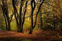 Autumn in the Great Field