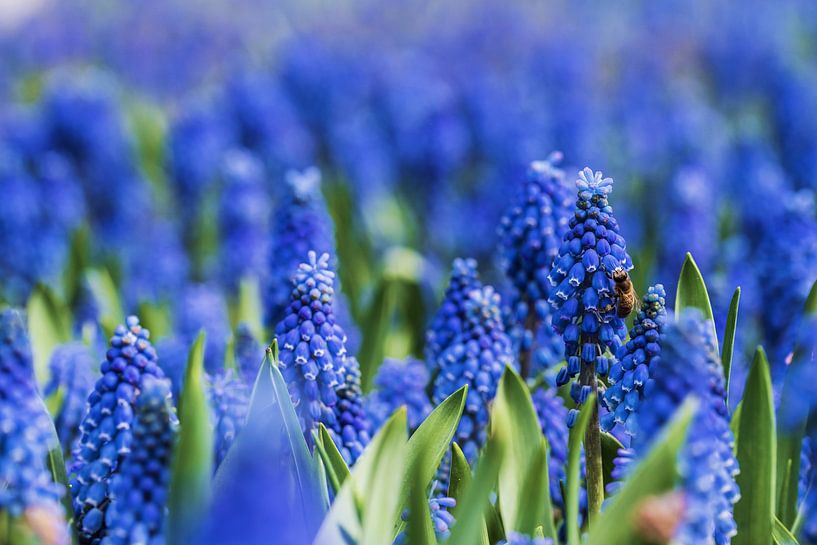 Bunte Aktivität von Beeldspraak