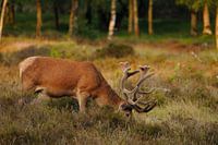 Red deer