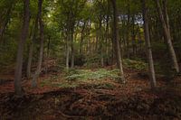 Herfstig Zwarte Woud