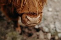 Scottish highlander - Scotland