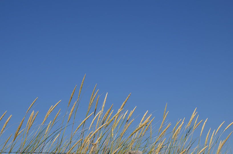 Helm par Corinna Vollertsen