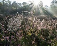 Morning sun on the Loonse and Drudense Dunes