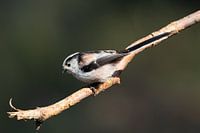 Schwanzmeise auf Ast