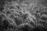 Die Natur in schwarz-weiß