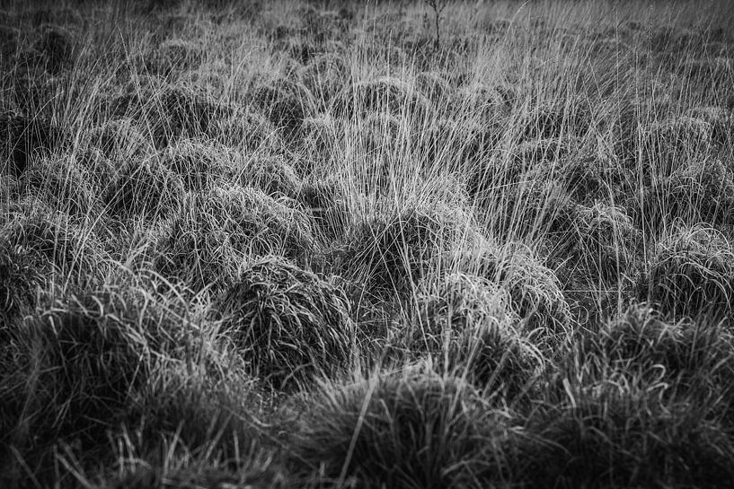 Die Natur in schwarz-weiß von Ina Muntinga