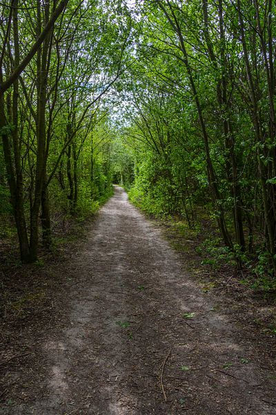 Urban fringe forest in Ostend by didier de borle