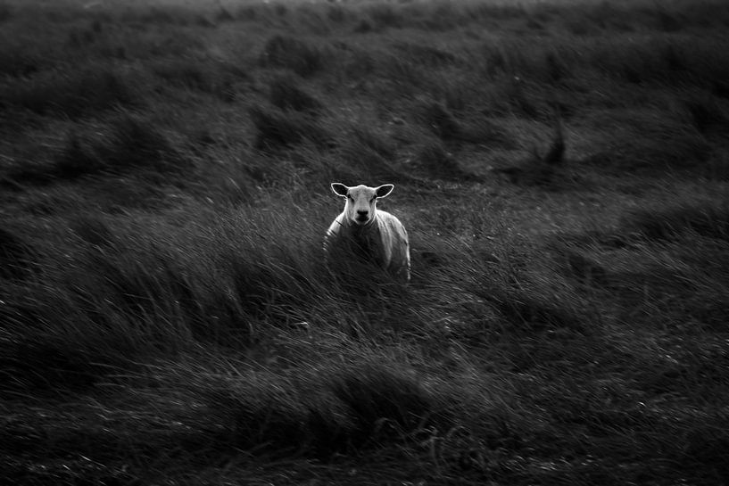 Einsame Schafe von EMVDS photography