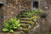 Überwucherte Treppen in Frankreich