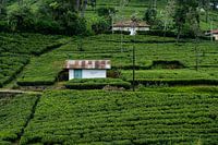 Champs de thé au Sri Lanka