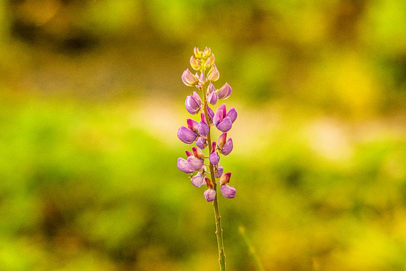 forest flowers field landscape Erzgebirge mushrooms by Johnny Flash