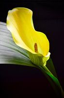 Calla op zwart