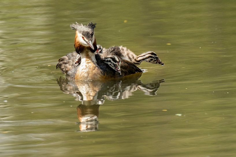 Un grèbe nage avec trois poussins rayés par Burry van den Brink