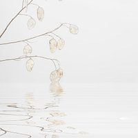 Schoonheid van de natuur