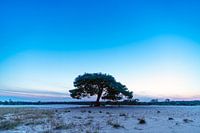 Une forêt d'un seul tenant
