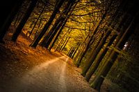 forest avenue of gold