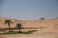 Palmiers avec la pyramide à degrés de Saqqara en arrière-plan