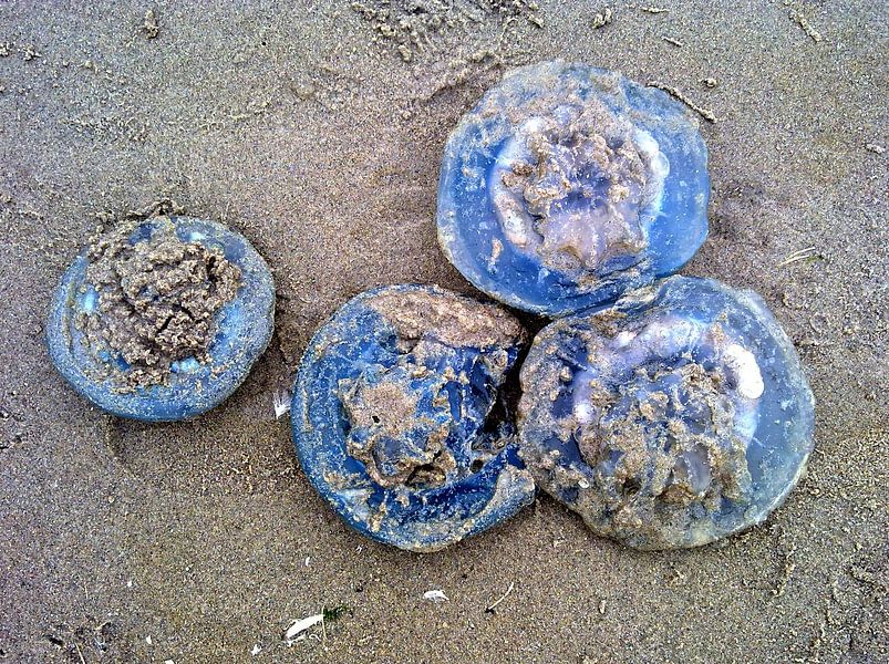 De vier blauwe kwallen von Jon Houkes