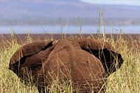 Eléphant dans l'herbe