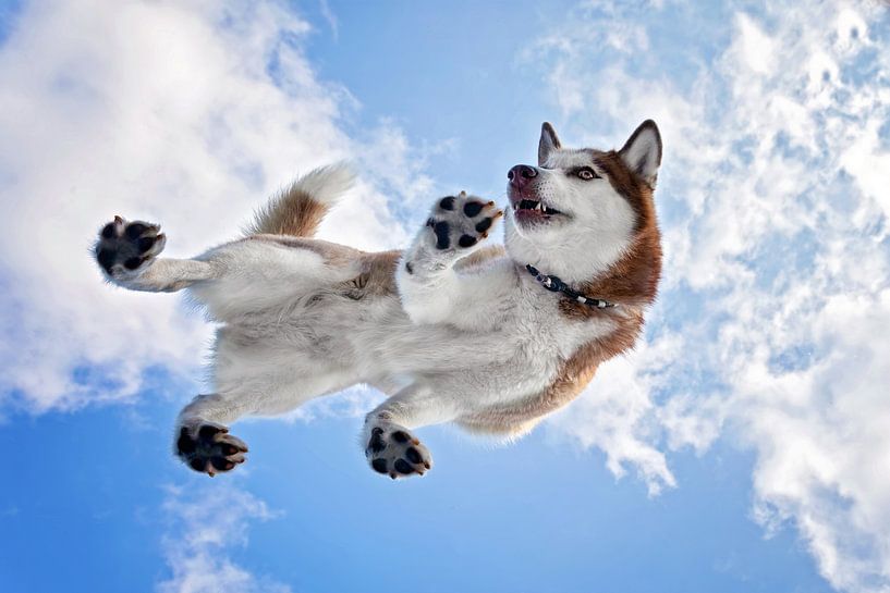 Unter Husky von gea strucks