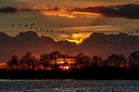 Ganzen bij Zonsondergang