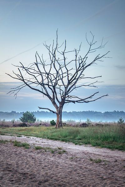 Arbre solitaire dénudé sur la Kalmthoutse Heide par Daan Duvillier | Dsquared Photography