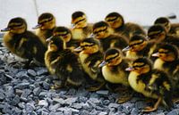 Entenküken in einem Haufen