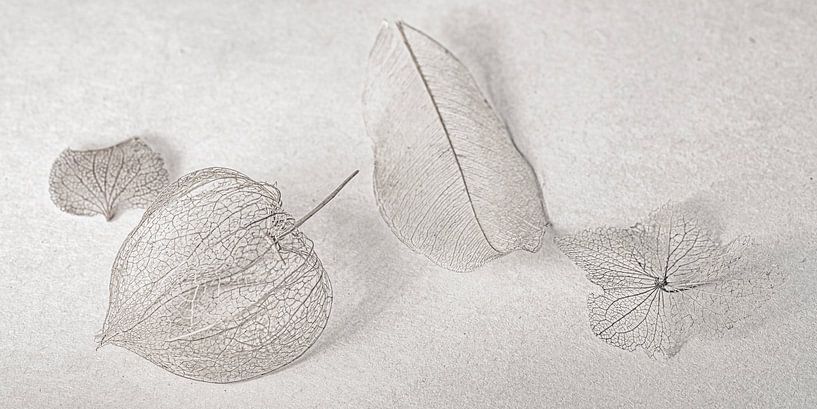 Filigran in Taupe, Physalis und Hortensie von Hanneke Luit