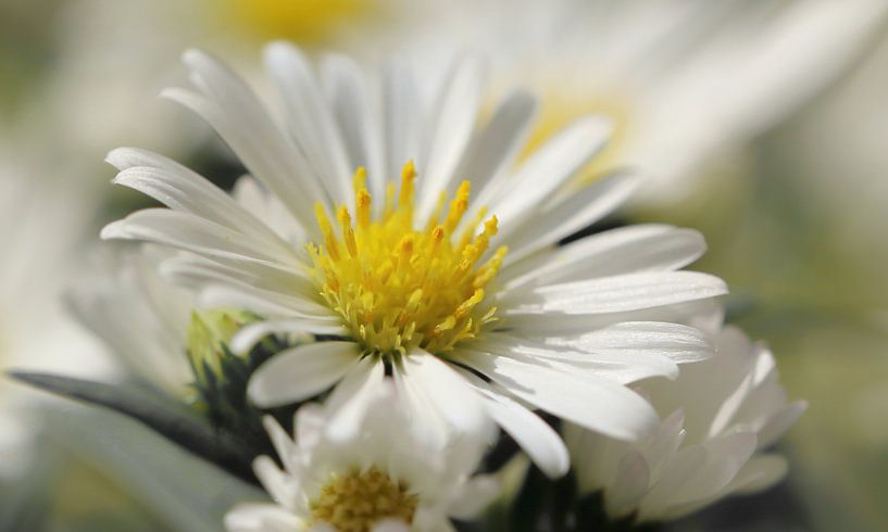 Für verträumte Stunden von Katarina Niksic