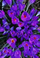 Photo Crocus vue de dessus violet