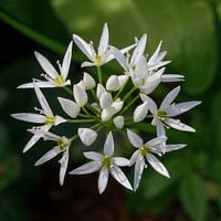 Blühender Dachslook