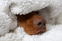 dog nose in blanket