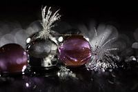 Wasserperlen mit Löwenzahnflaum 1