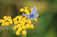 Schmetterling auf Blume