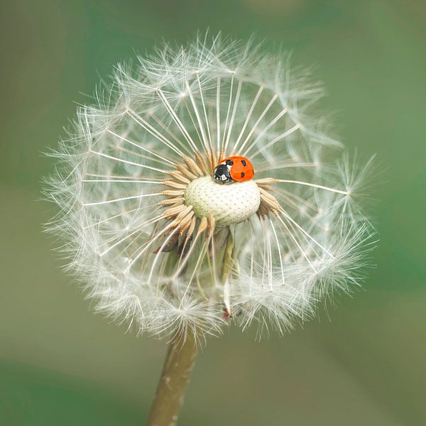 Bonheur et légèreté par Kirsten Warner