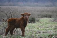 schotse hooglander kalf